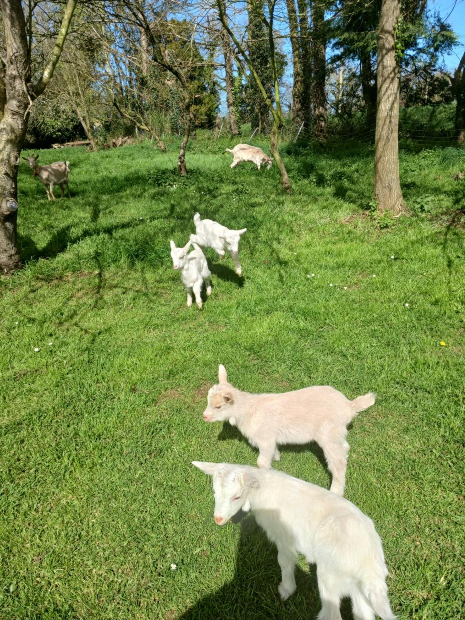 La Ferme Stanczak Daire Tréguier Dış mekan fotoğraf