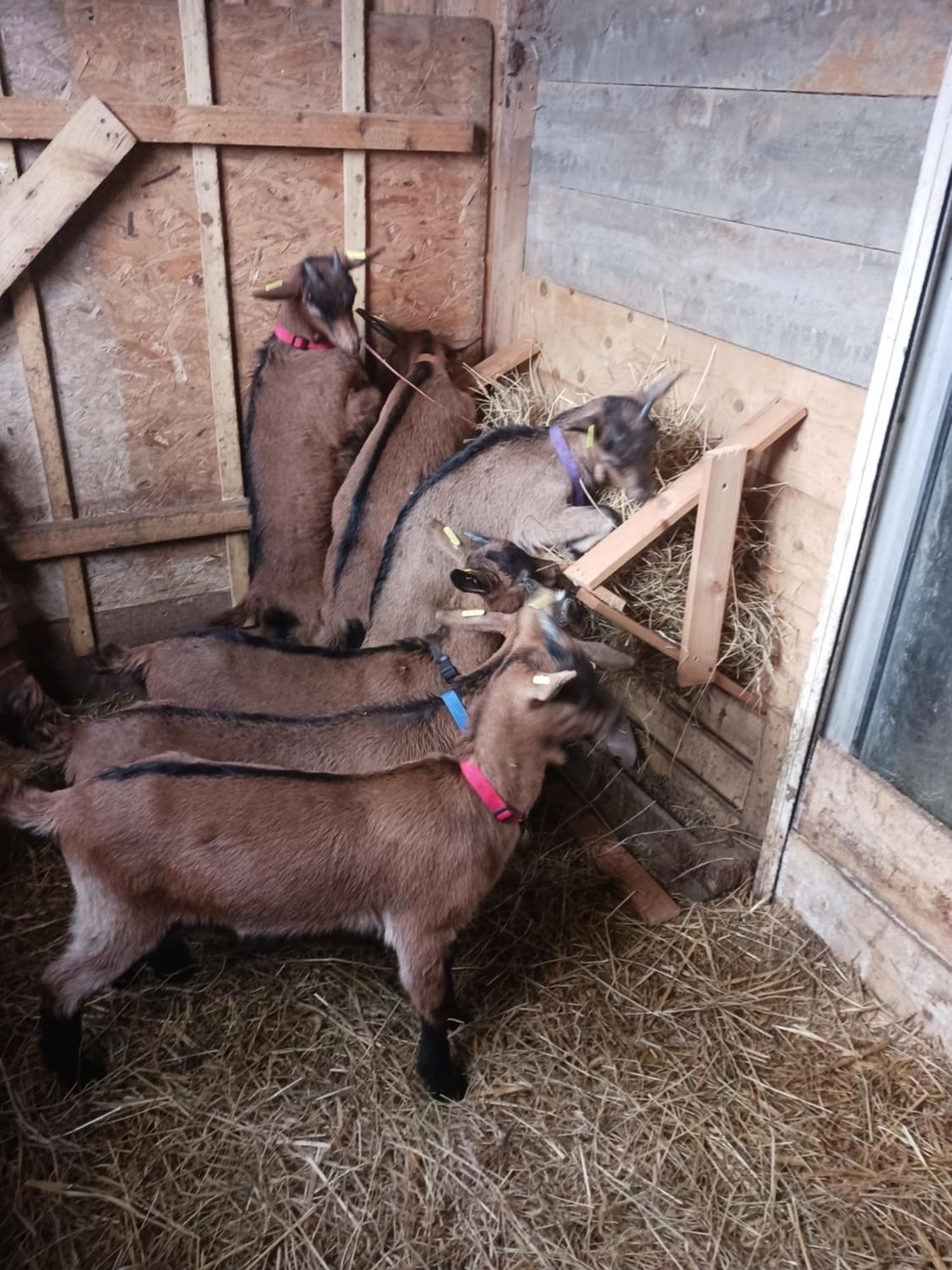 La Ferme Stanczak Daire Tréguier Dış mekan fotoğraf