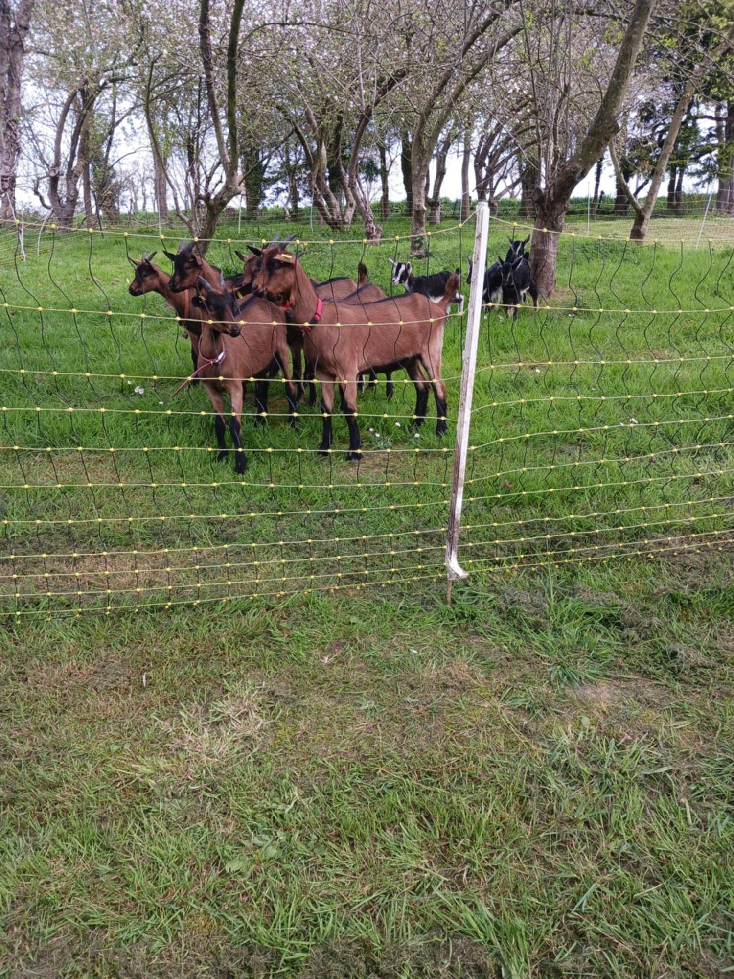 La Ferme Stanczak Daire Tréguier Dış mekan fotoğraf